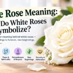 White Rose Meaning